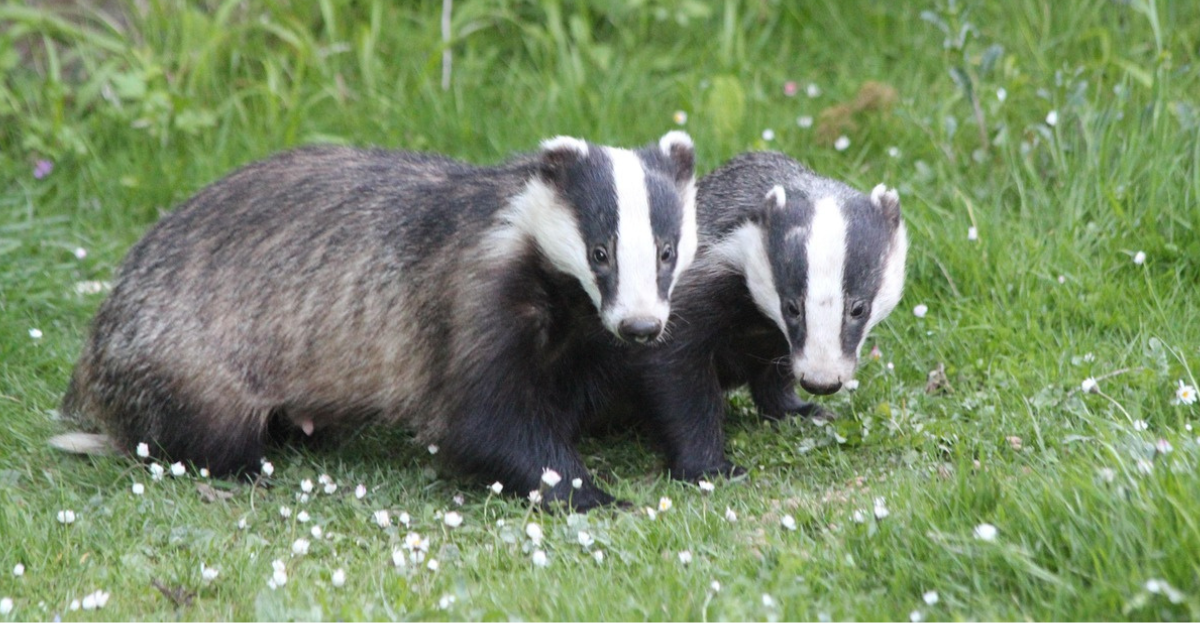 Two Badgers